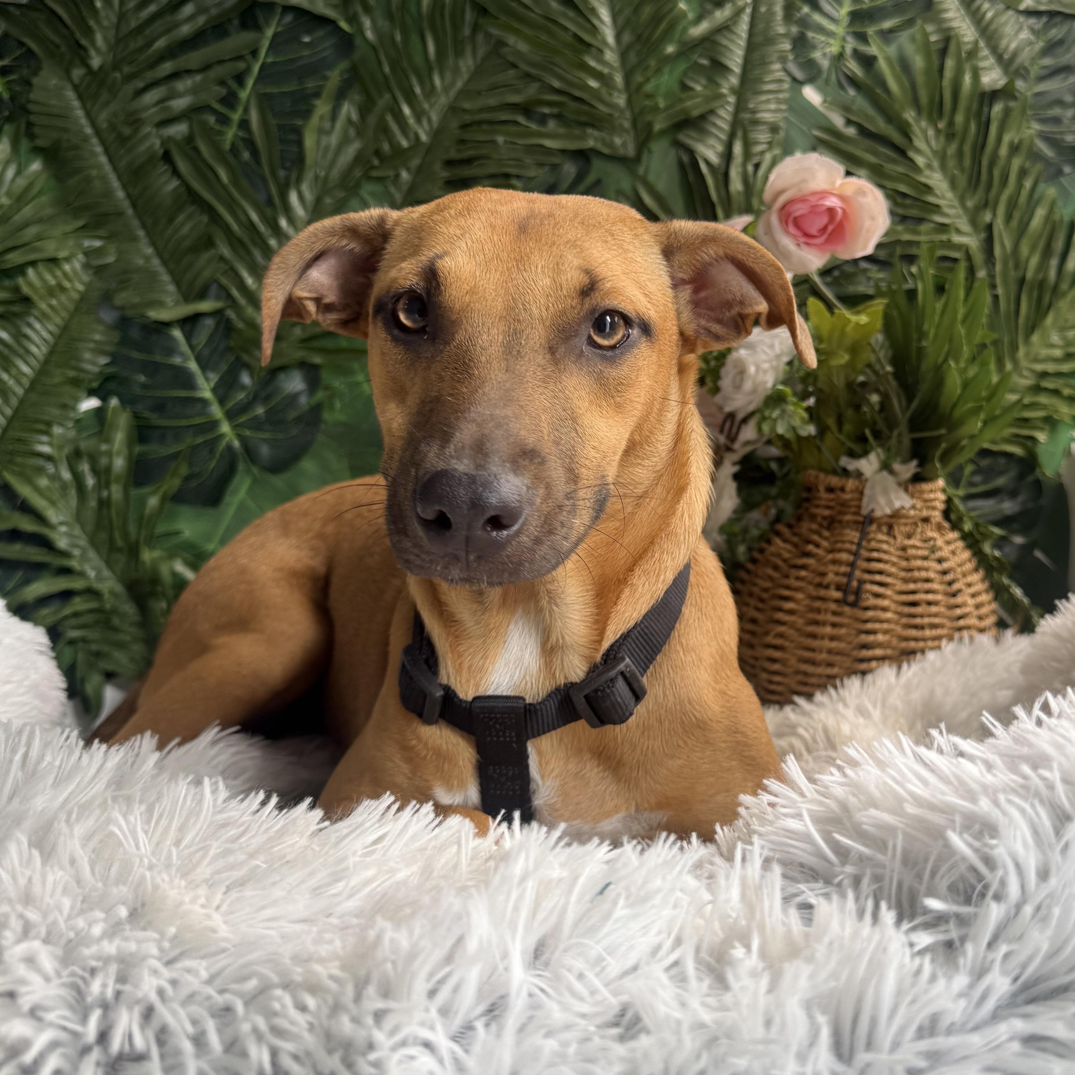 Enlarge Soleil, a Adoptable Mixed Breed in Etobicoke, ON image 1/1