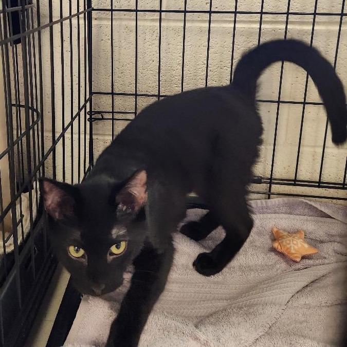 Neo, Adoptable, Young Female Domestic Short Hair.