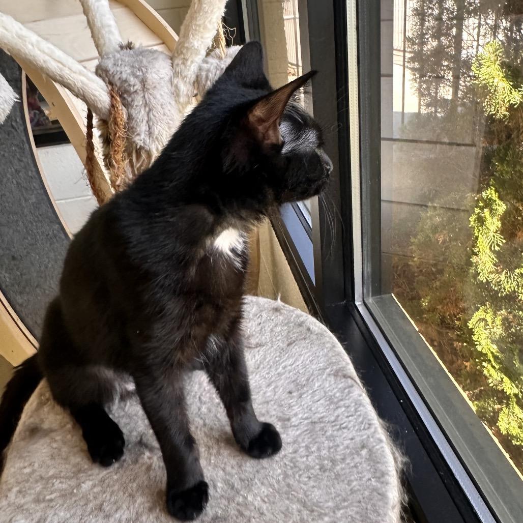 Enlarge Neo, a Adoptable Domestic Short Hair in Rocky Mount, VA image 2/5