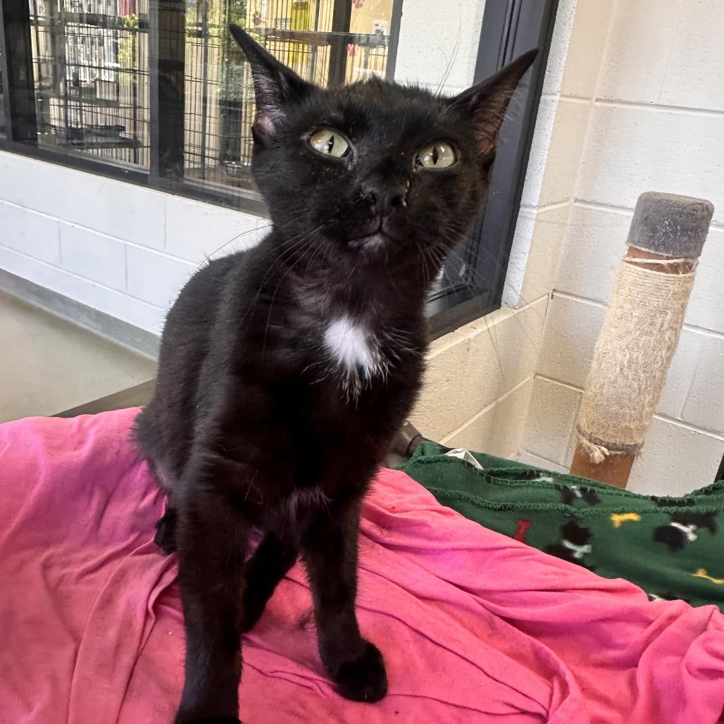 Enlarge Neo, a Adoptable Domestic Short Hair in Rocky Mount, VA image 3/5