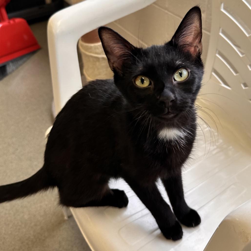 Enlarge Neo, a Adoptable Domestic Short Hair in Rocky Mount, VA image 4/5