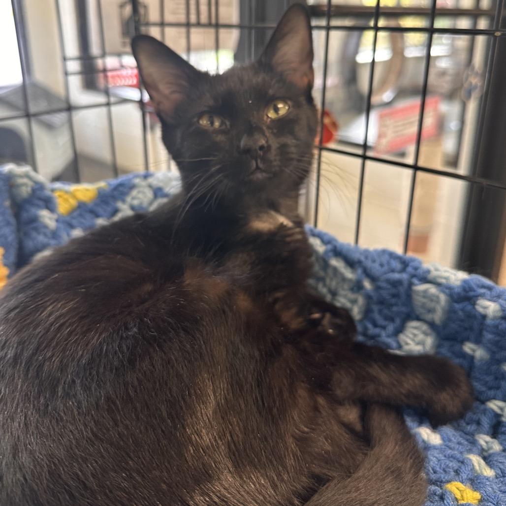 Enlarge Neo, a Adoptable Domestic Short Hair in Rocky Mount, VA image 5/5