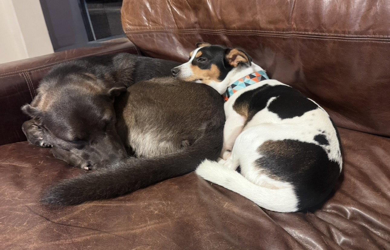 Crouton, Adopted, Puppy Male Jack Russell Terrier.