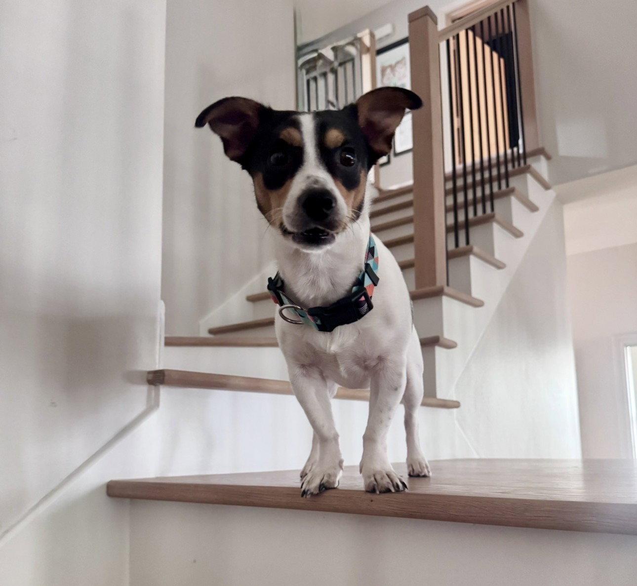 Enlarge Crouton, a Adopted Jack Russell Terrier in Houston, TX image 2/3