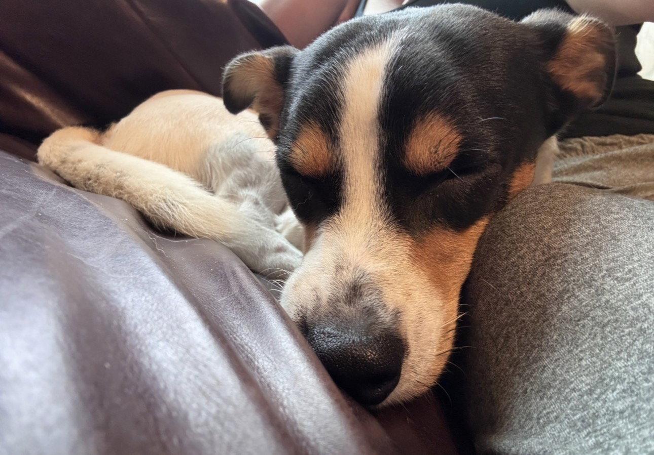 Enlarge Crouton, a Adopted Jack Russell Terrier in Houston, TX image 3/3