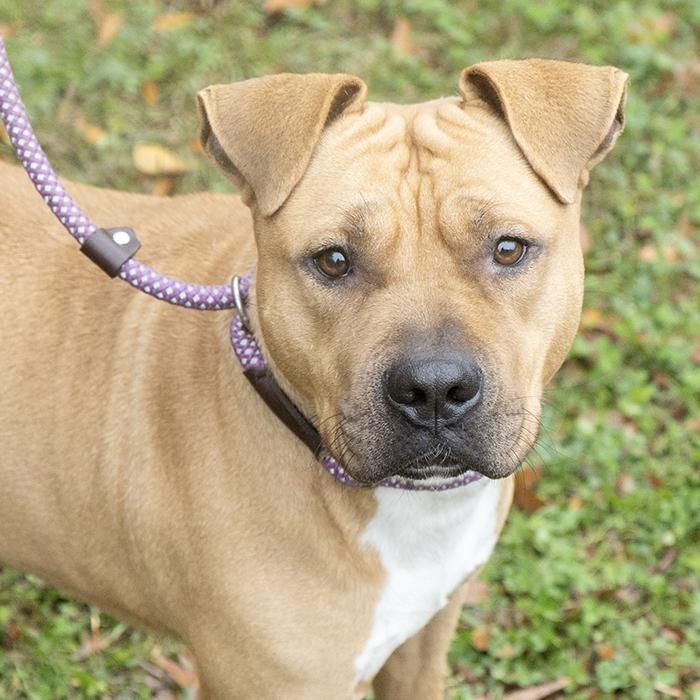 Murray, ADOPTABLE, Adult Male Mixed Breed.