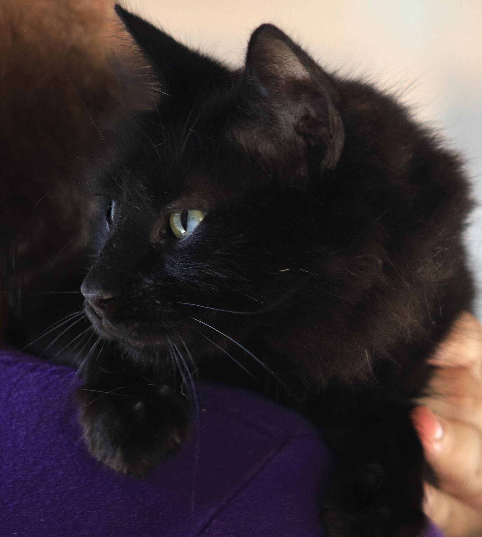 Enlarge Smokey, an adopted Domestic Long Hair in North Fort Myers, FL image 2/2