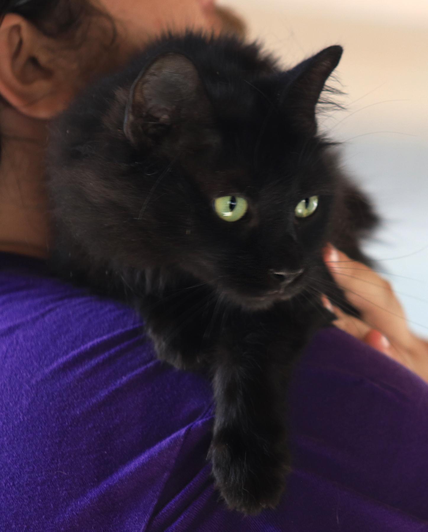 Enlarge Smokey, an adopted Domestic Long Hair in North Fort Myers, FL image 1/2