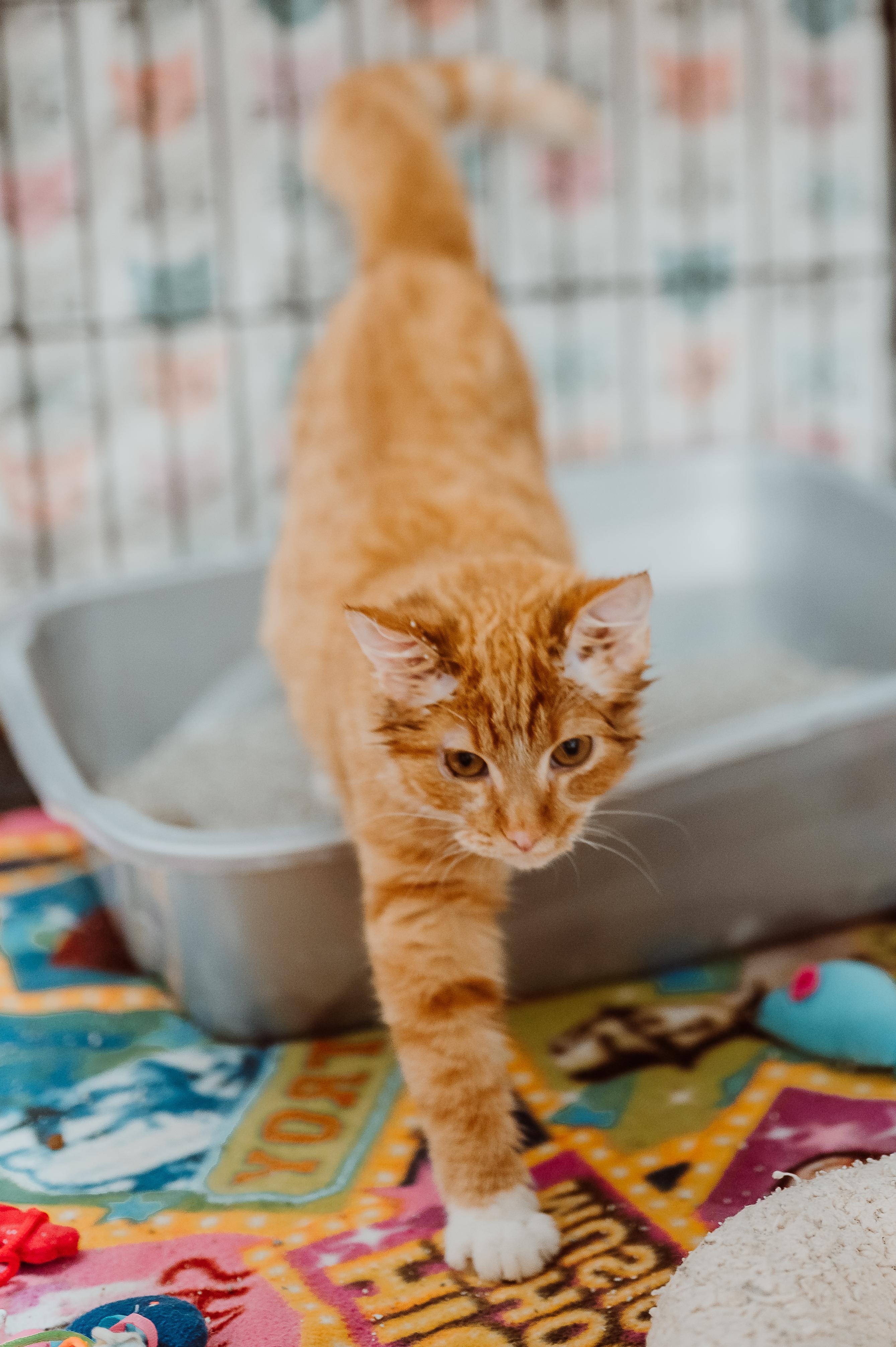 Gentle Ben, adopted, Adult Male Domestic Short Hair.