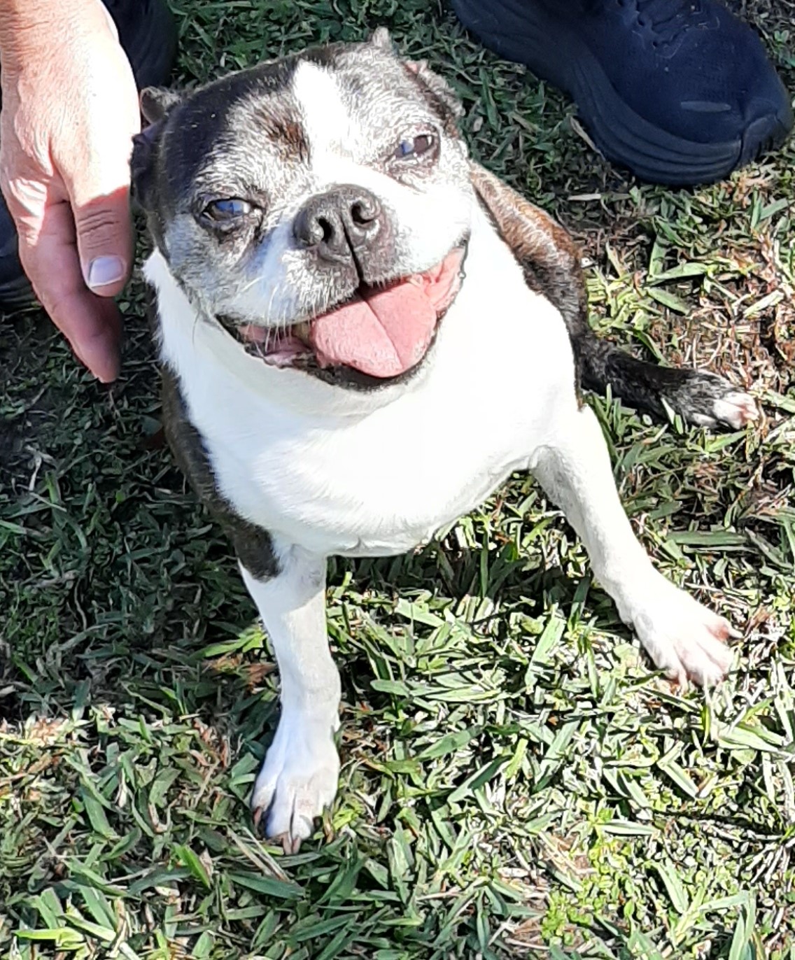 Enlarge Buster, a Adopted Boston Terrier in Bradenton, FL image 5/6