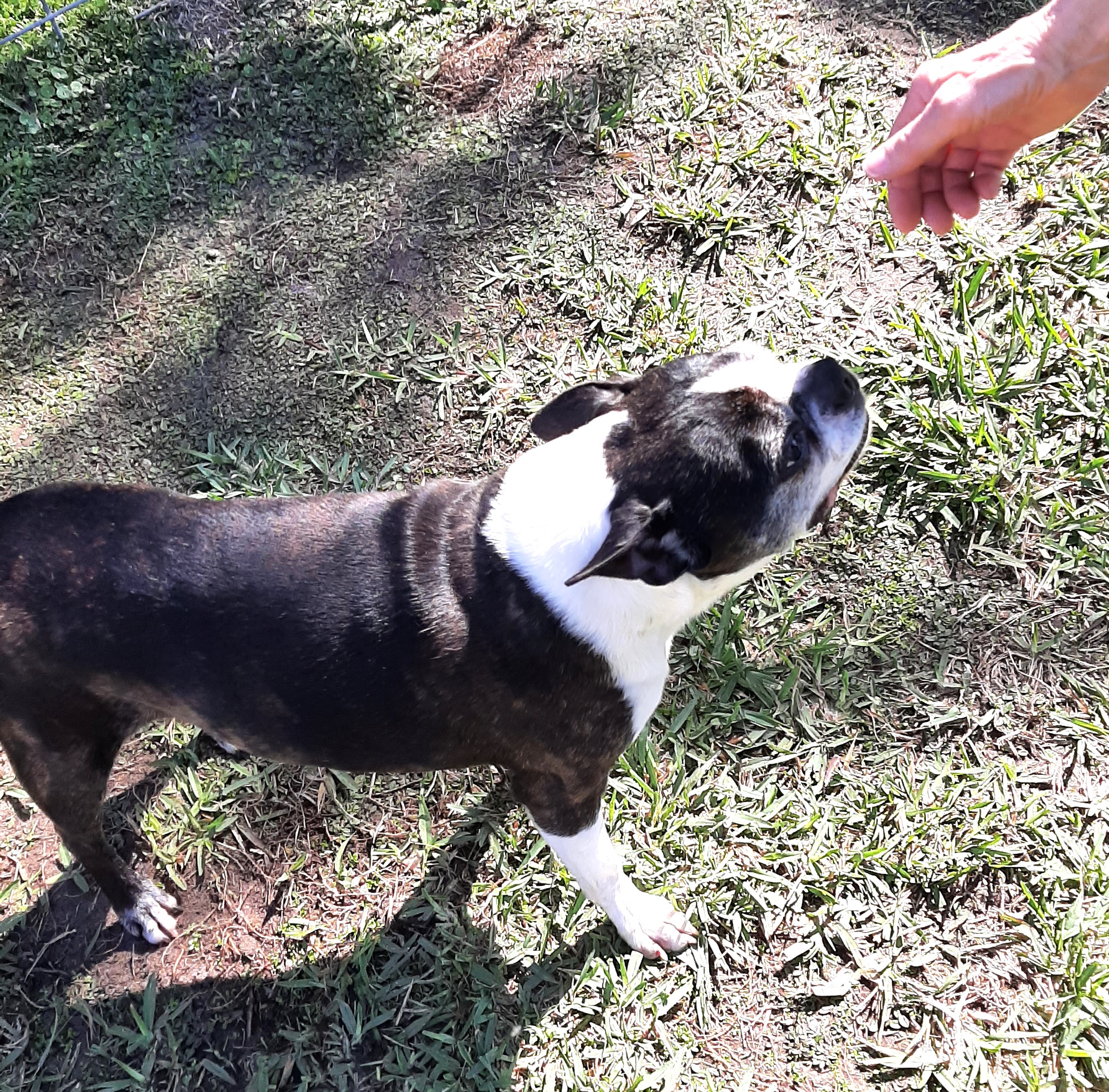 Enlarge Buster, a Adopted Boston Terrier in Bradenton, FL image 6/6
