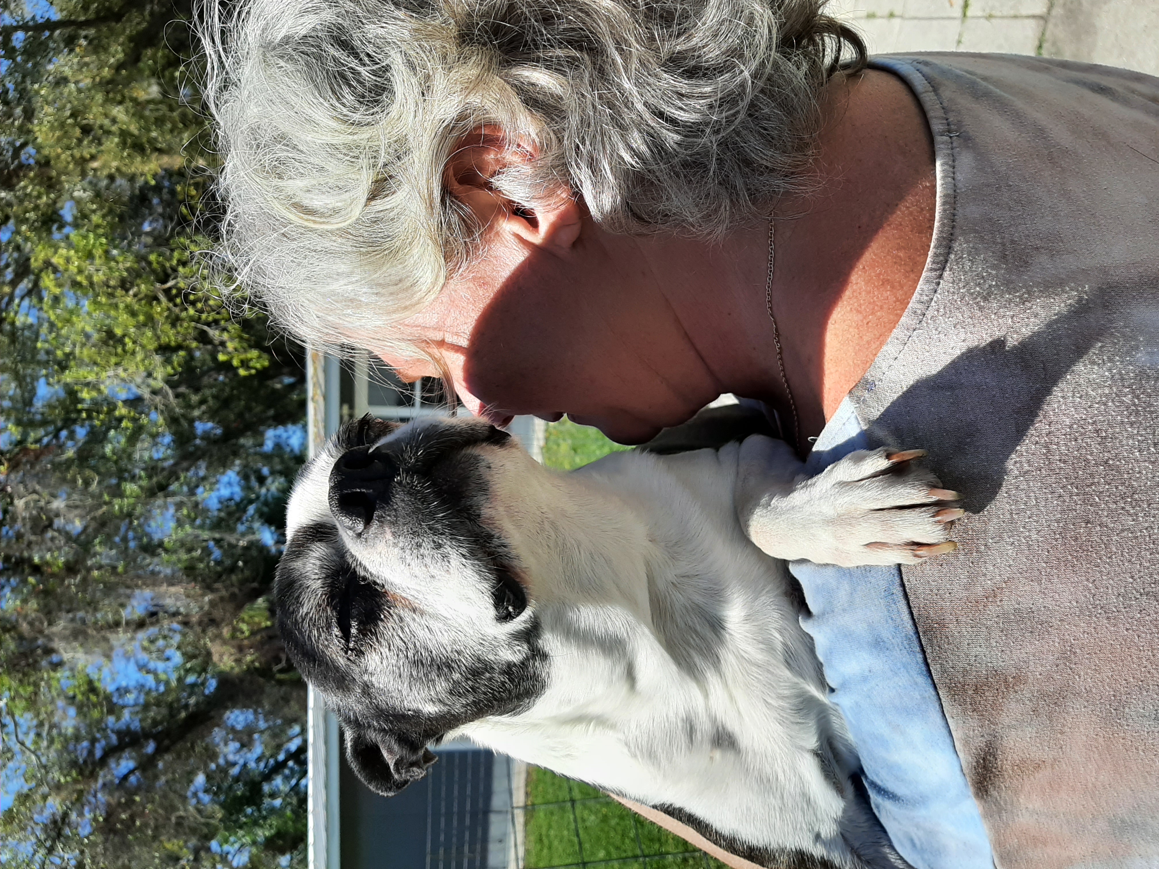 Buster, Adopted, Senior Male Boston Terrier.