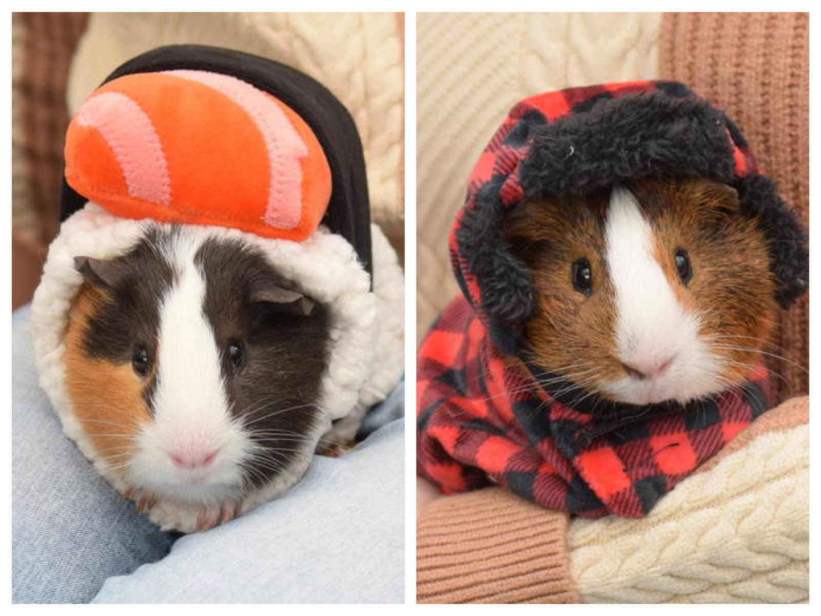 Enlarge Indiana & Jones, a Adoptable Guinea Pig in Hockessin, DE image 2/3