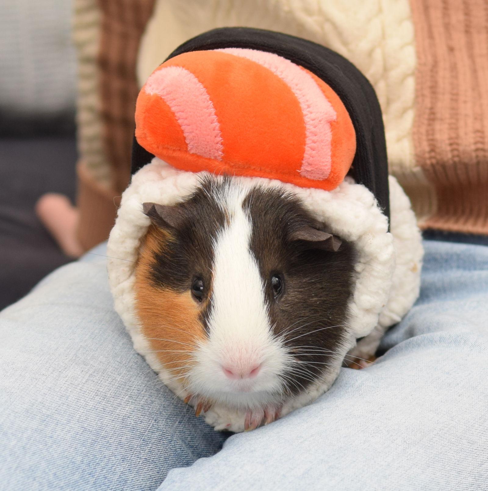 Enlarge Indiana & Jones, a Adoptable Guinea Pig in Hockessin, DE image 3/3