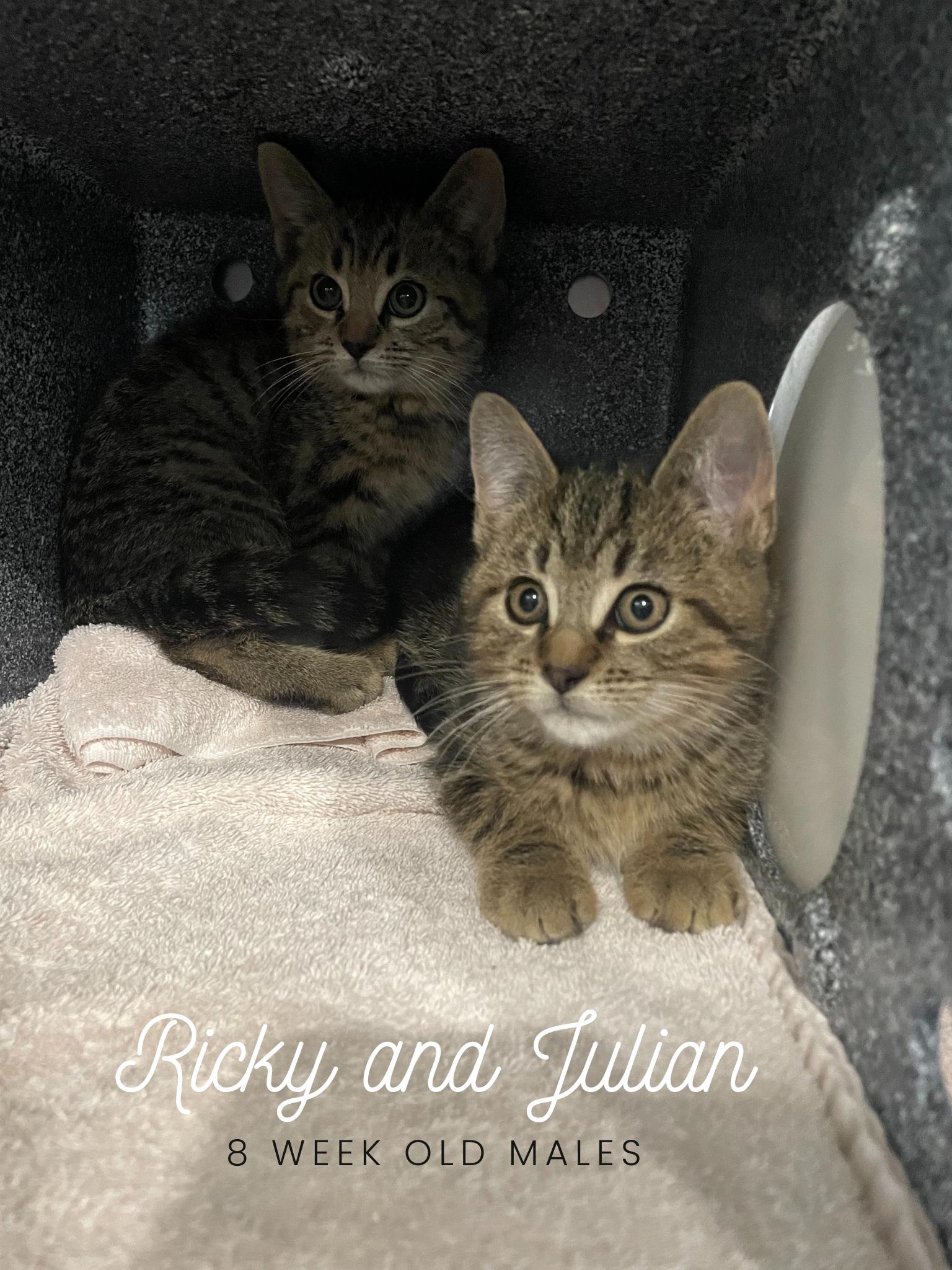 Julian, a Adoptable Domestic Short Hair in Greenback, TN image 2/4