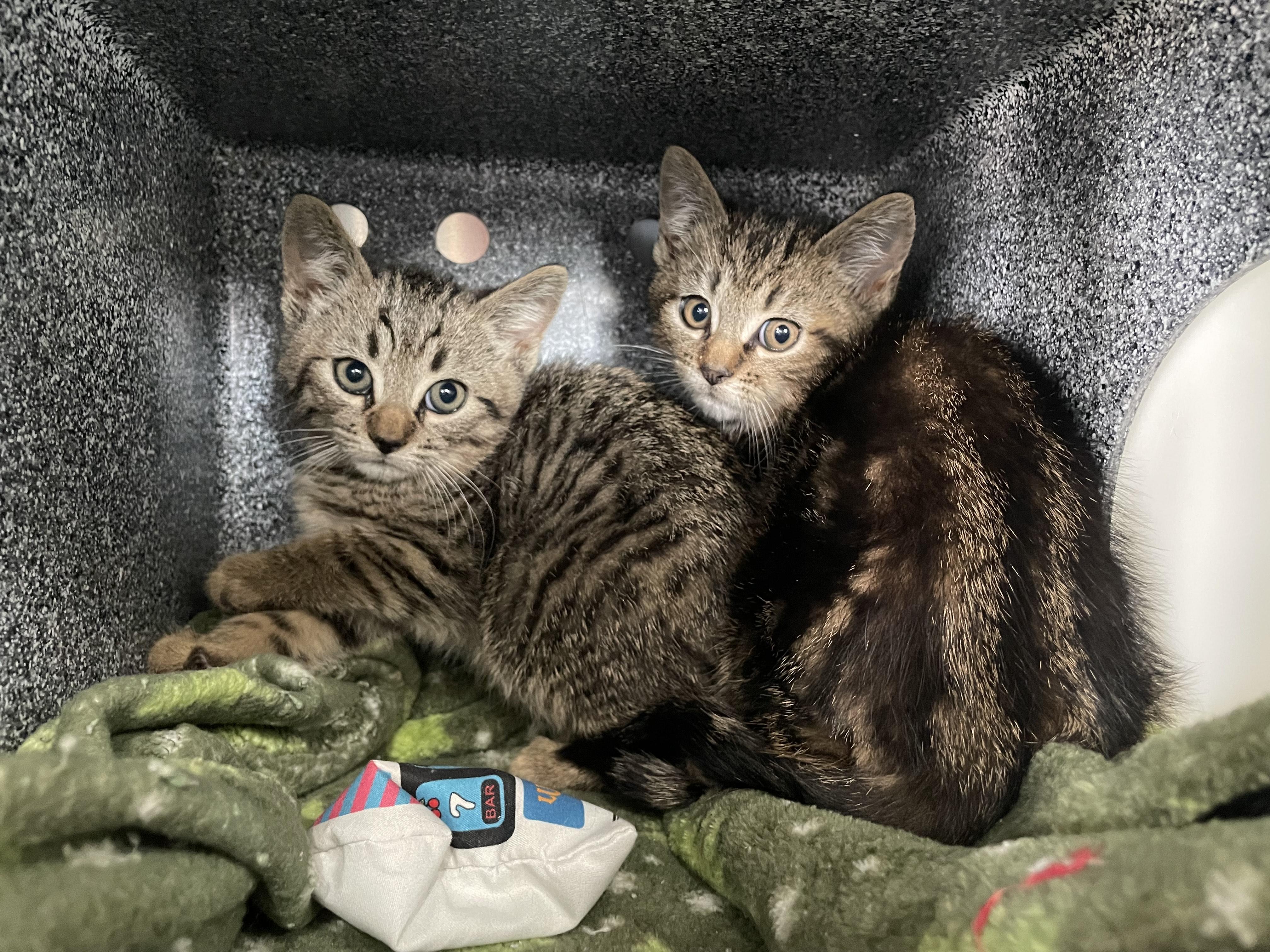 Julian, Adoptable, Kitten Male Domestic Short Hair.