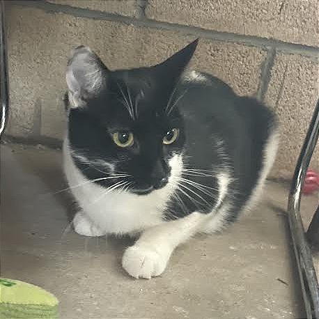 Tish, Adoptable, Adult Female Domestic Short Hair.