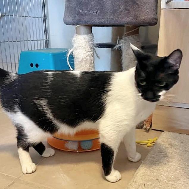 Tish, Adoptable, Adult Female Domestic Short Hair.