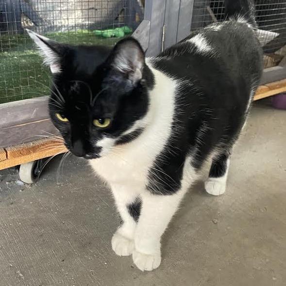 Enlarge Tish, a Adoptable Domestic Short Hair in Prescott, AZ image 3/5