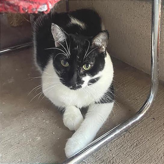 Enlarge Tish, a Adoptable Domestic Short Hair in Prescott, AZ image 4/5