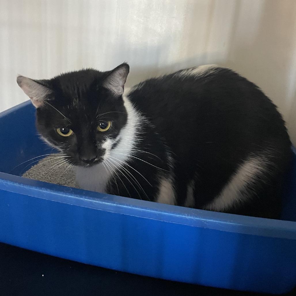Tish, a Adoptable Domestic Short Hair in Prescott, AZ image 2/4