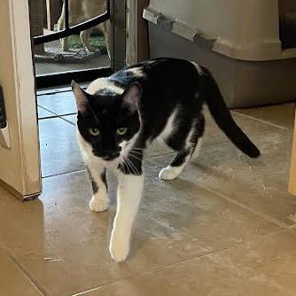 Tish, a Adoptable Domestic Short Hair in Prescott, AZ image 3/4