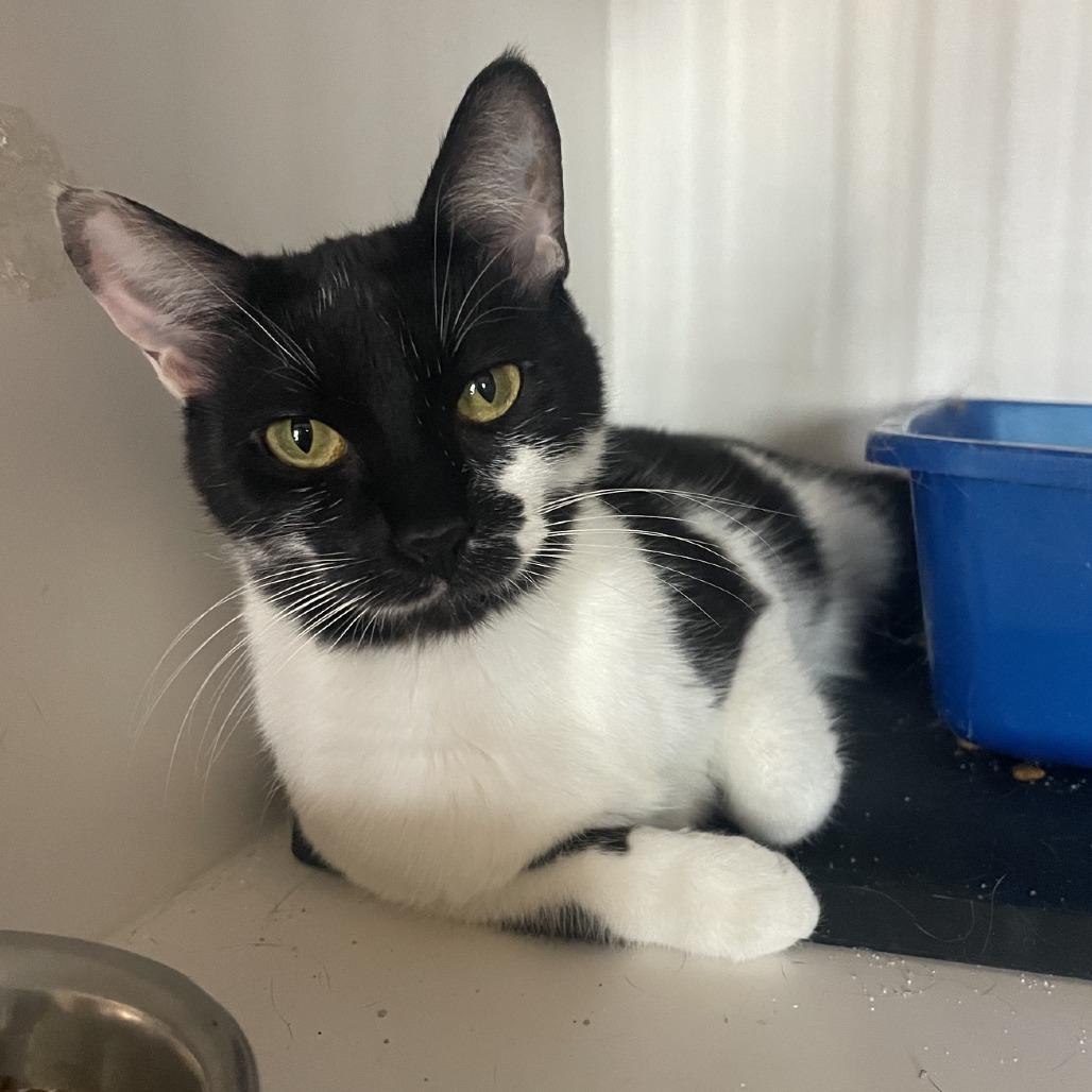 Tish, a Adoptable Domestic Short Hair in Prescott, AZ image 4/4