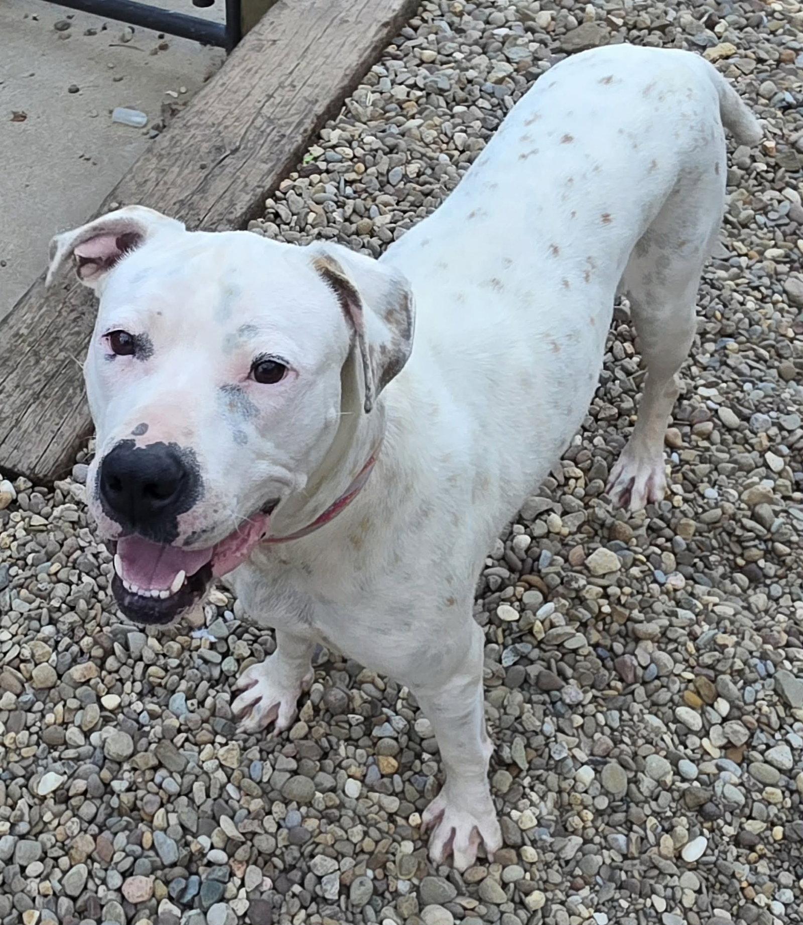 Baby, Adoptable, Adult Female Pit Bull Terrier.