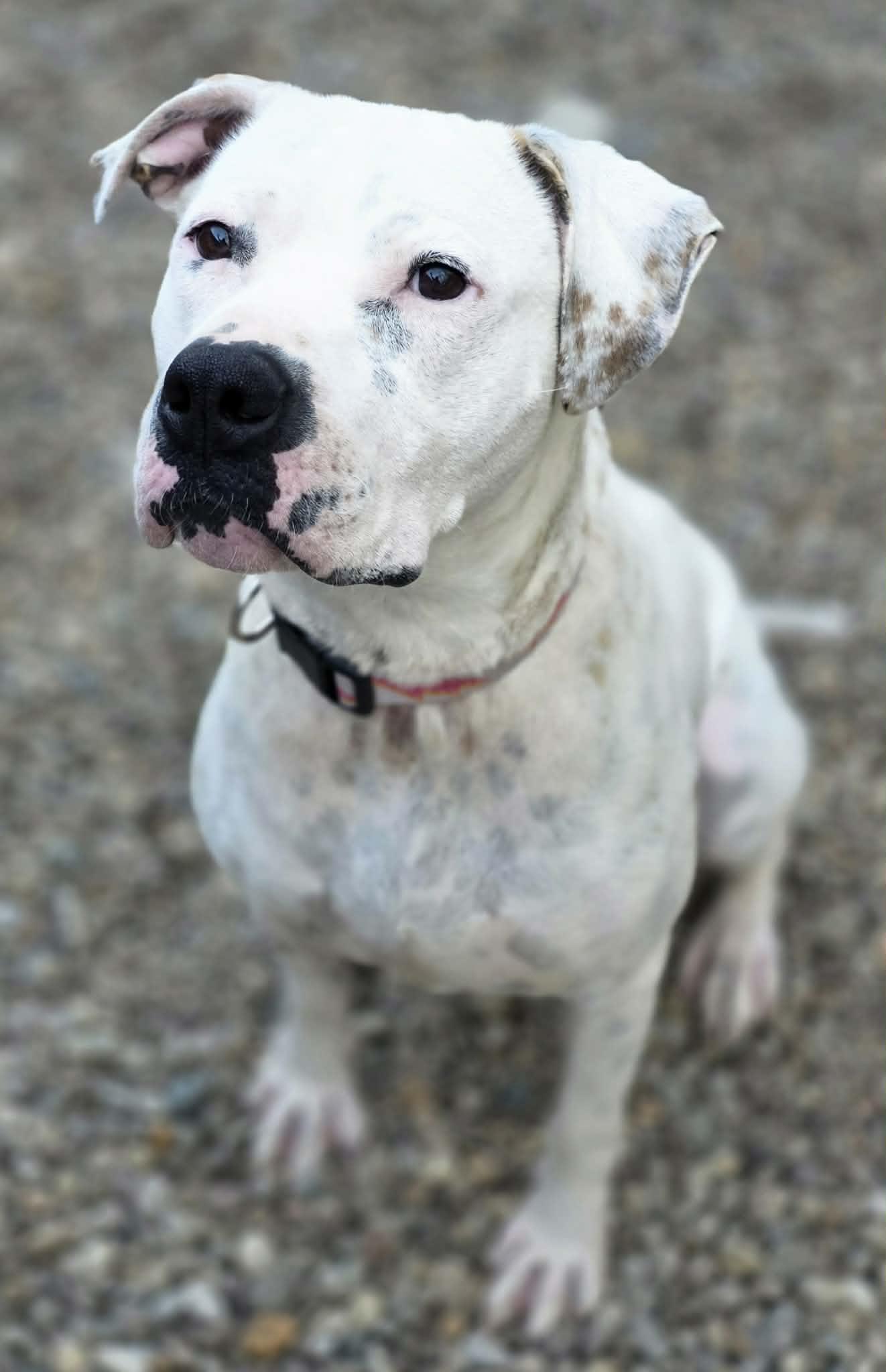 Baby, a Adoptable Pit Bull Terrier in Woodsfield, OH image 2/2