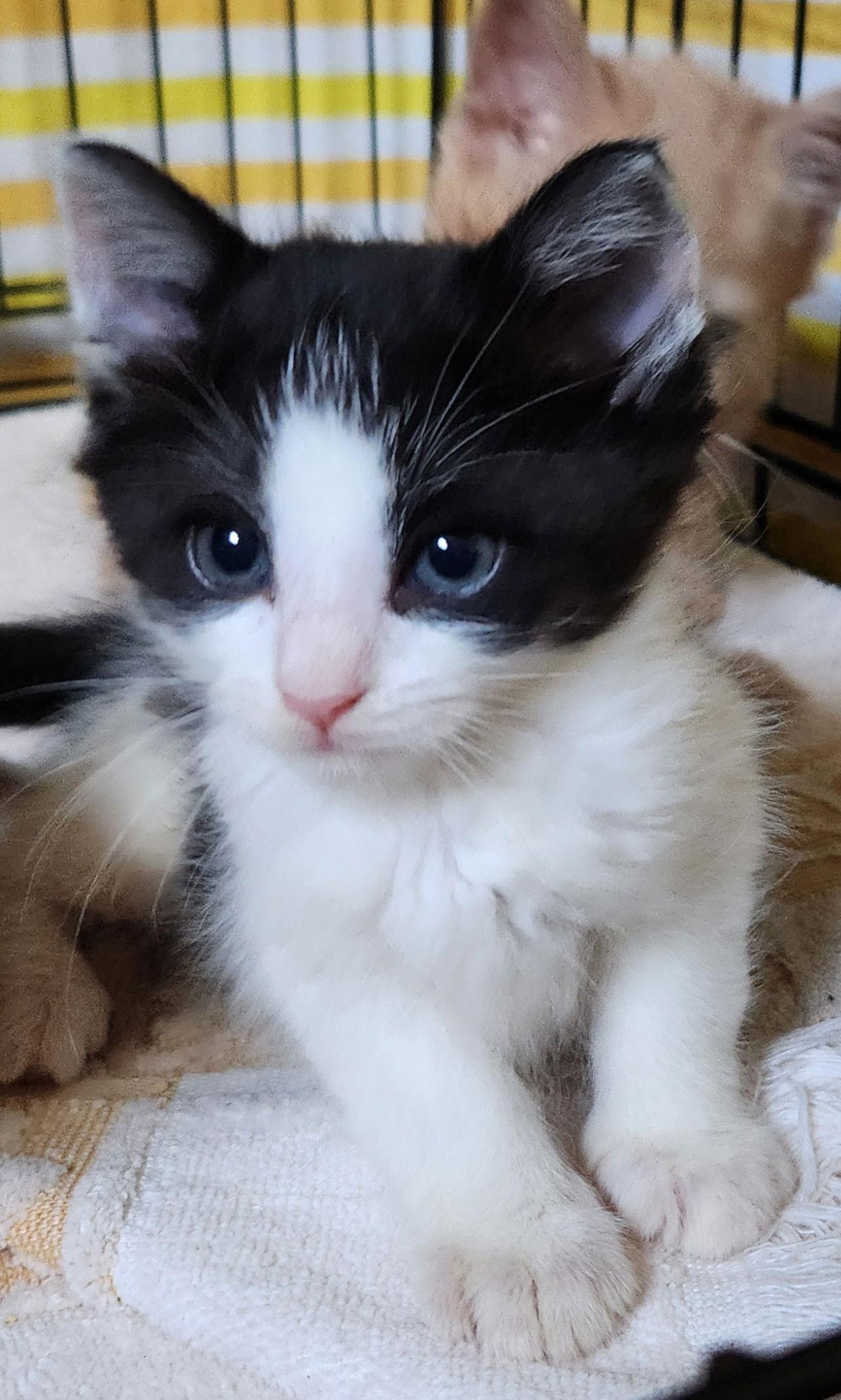 Checkers, Adopted, Young Male Domestic Short Hair.