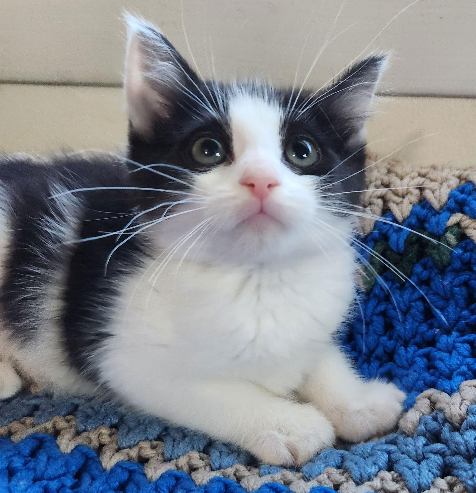 Checkers, a Adopted Domestic Short Hair in Furlong, PA image 2/2