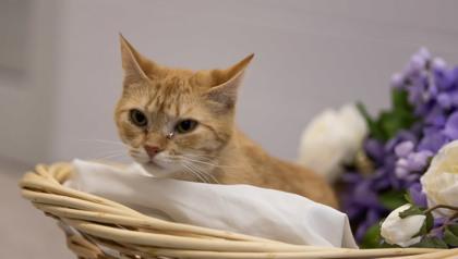 Enlarge Kitkat, a Adoptable mixed breed in Gastonia, NC image 1/3