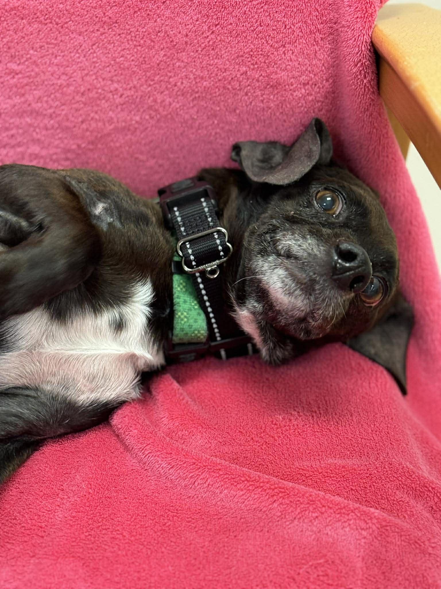 Beethoven — thumbnail 2