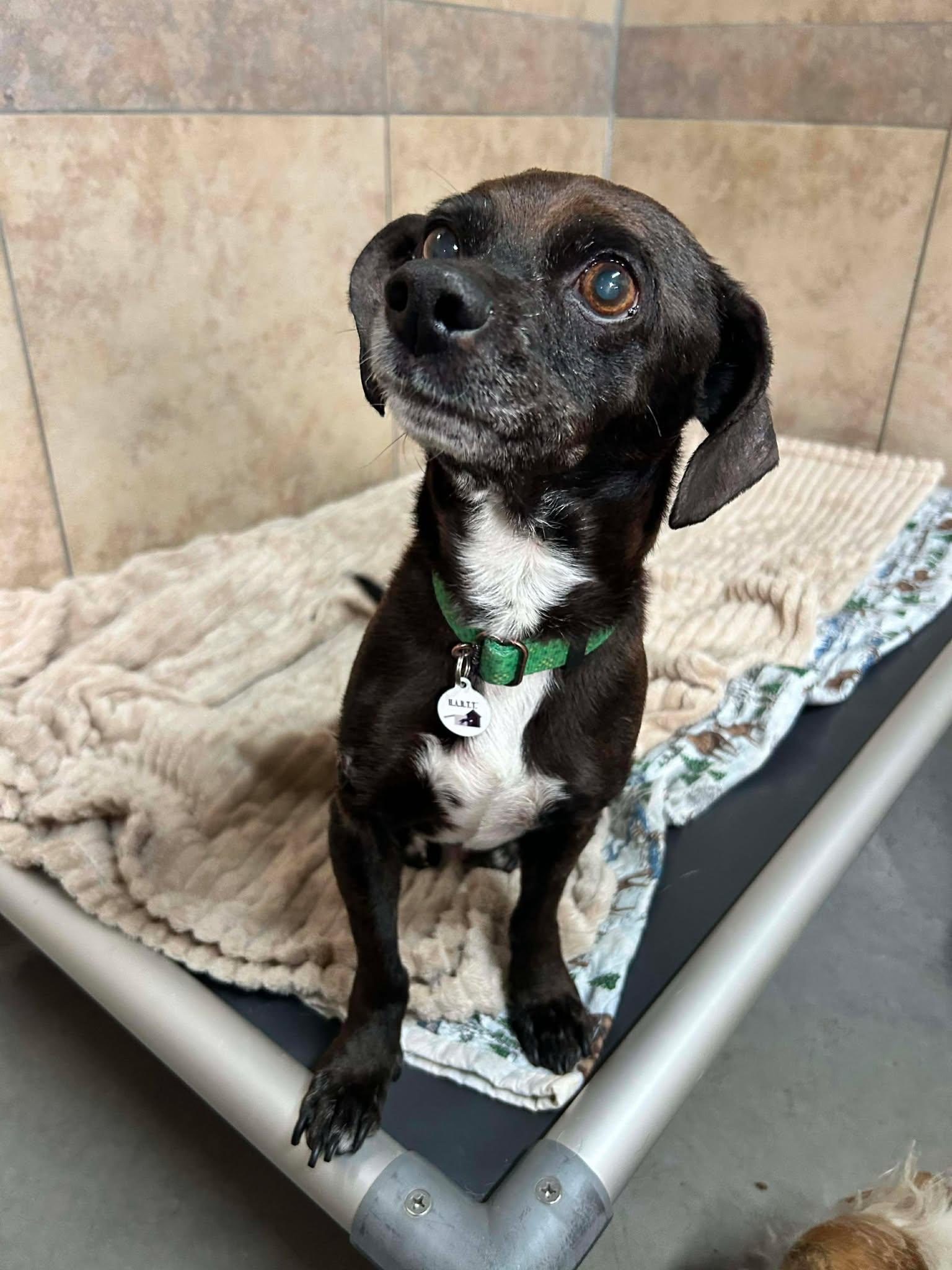 Beethoven — thumbnail 3