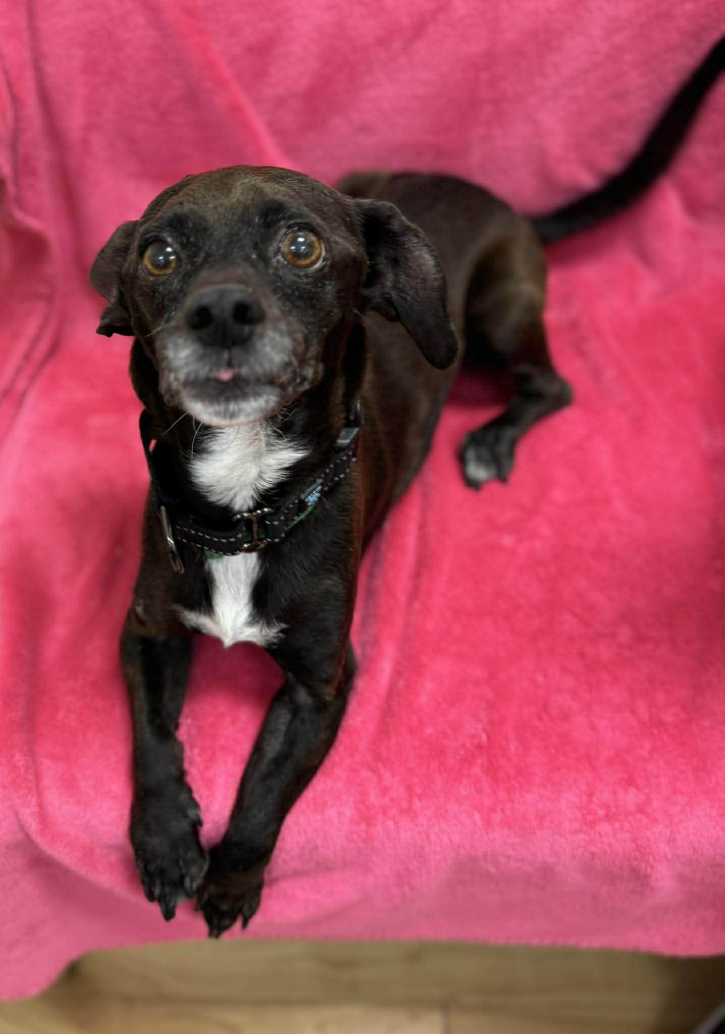 Beethoven — thumbnail 5