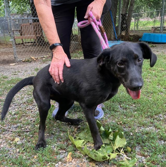 Carolina, an adoptable mixed breed in Heathsville, VA image 4/4