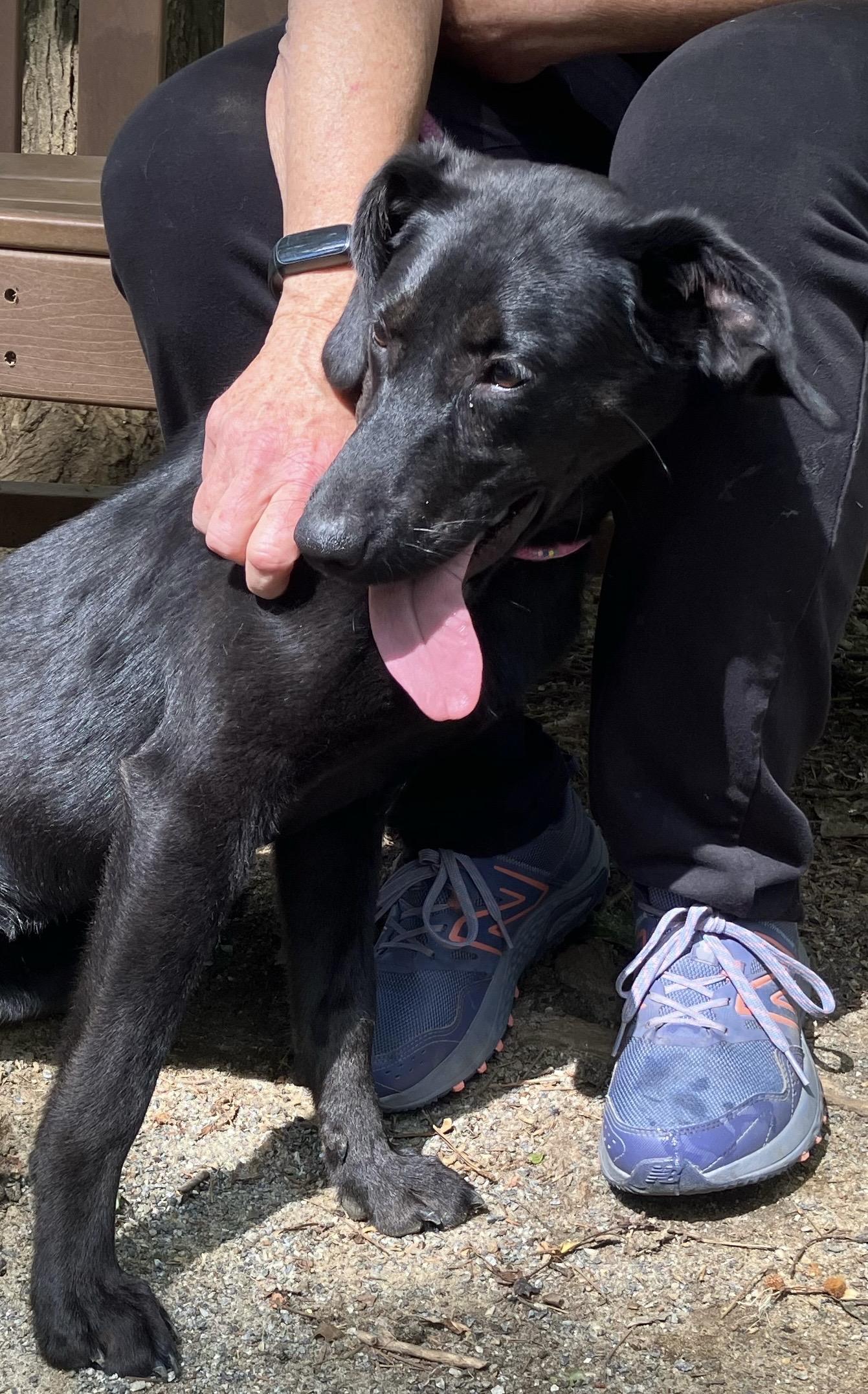 Carolina, an adoptable mixed breed in Heathsville, VA image 3/4