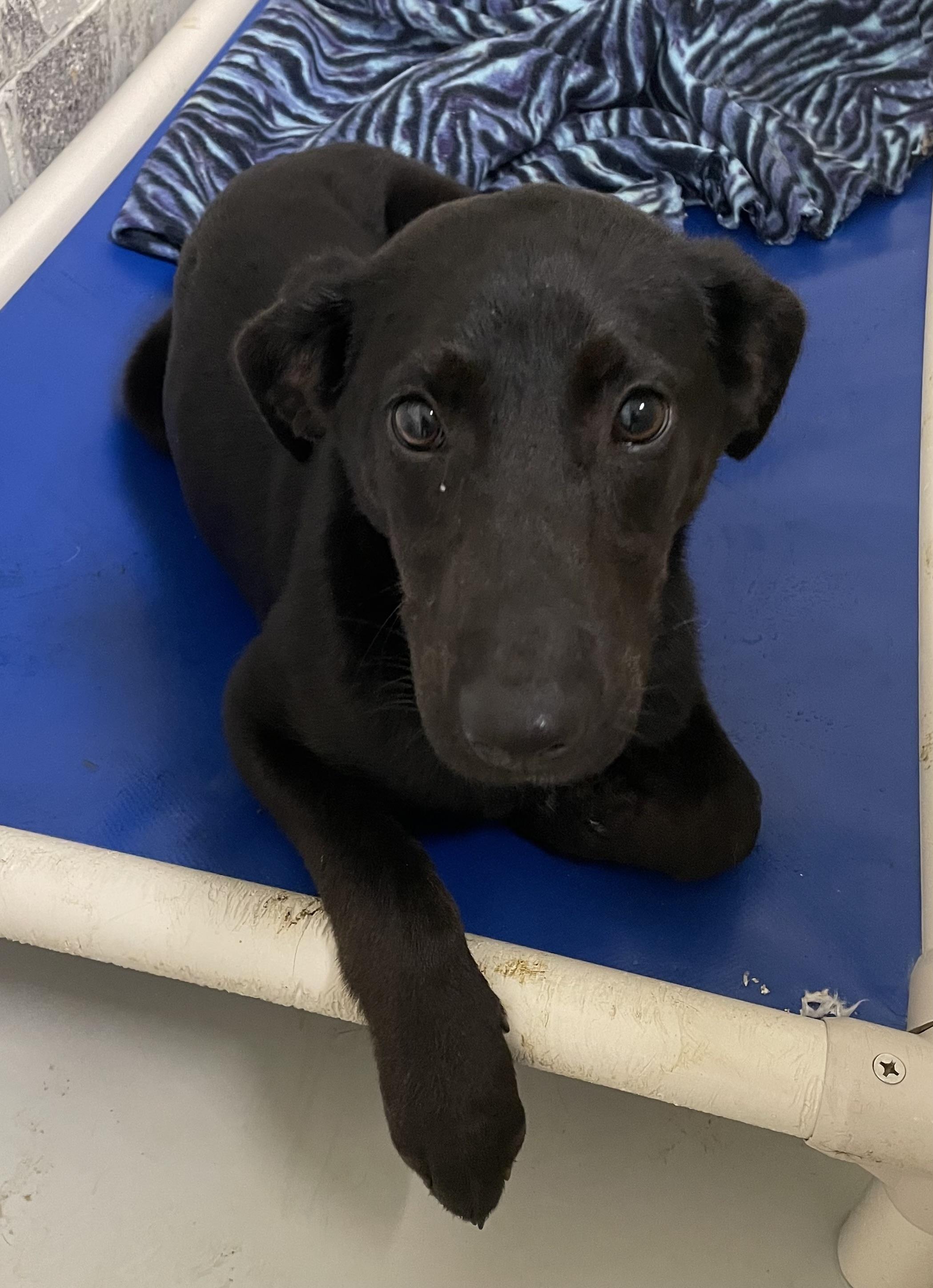 Carolina, an adoptable mixed breed in Heathsville, VA image 1/4