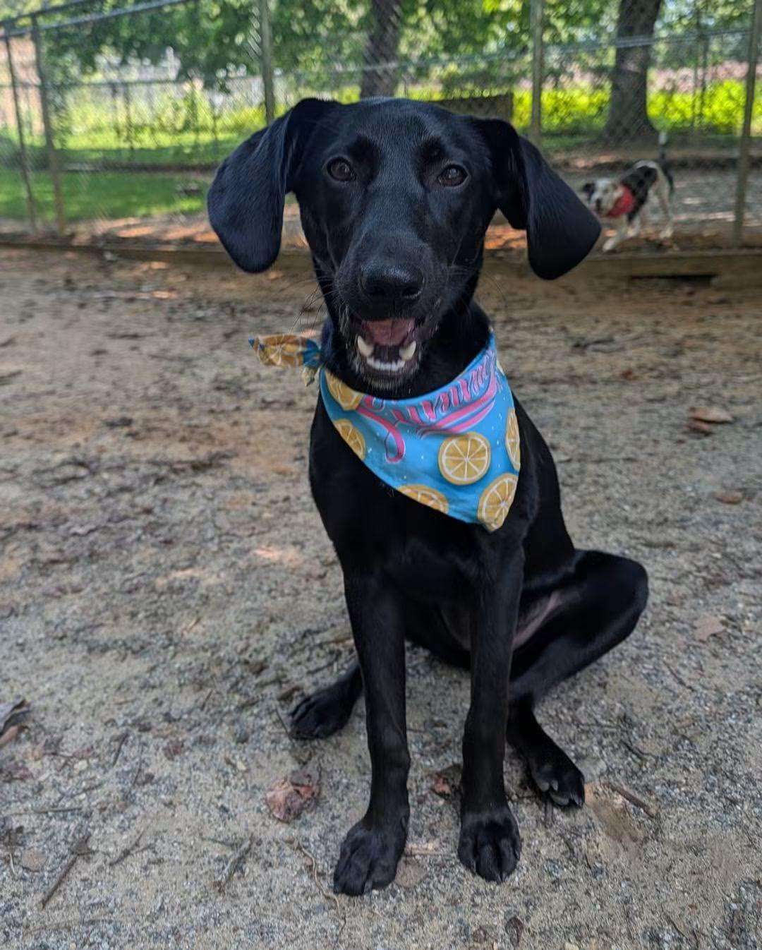 Enlarge Carolina, a Adopted mixed breed in Heathsville, VA image 1/5