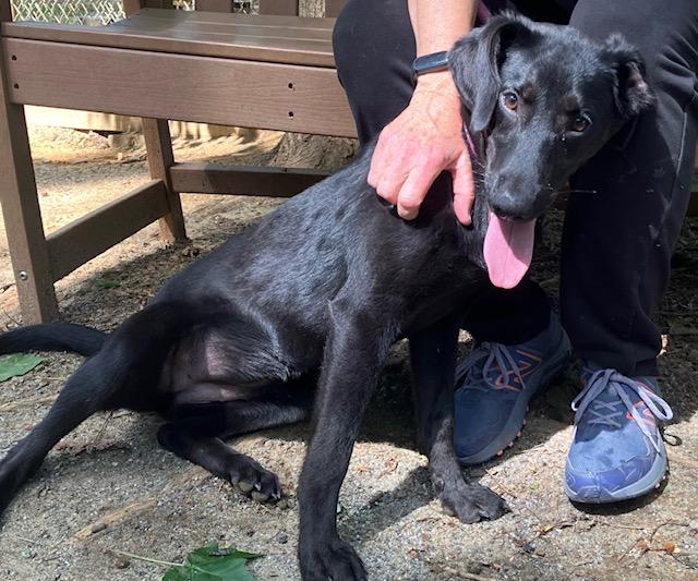 Carolina, an adoptable mixed breed in Heathsville, VA image 2/4