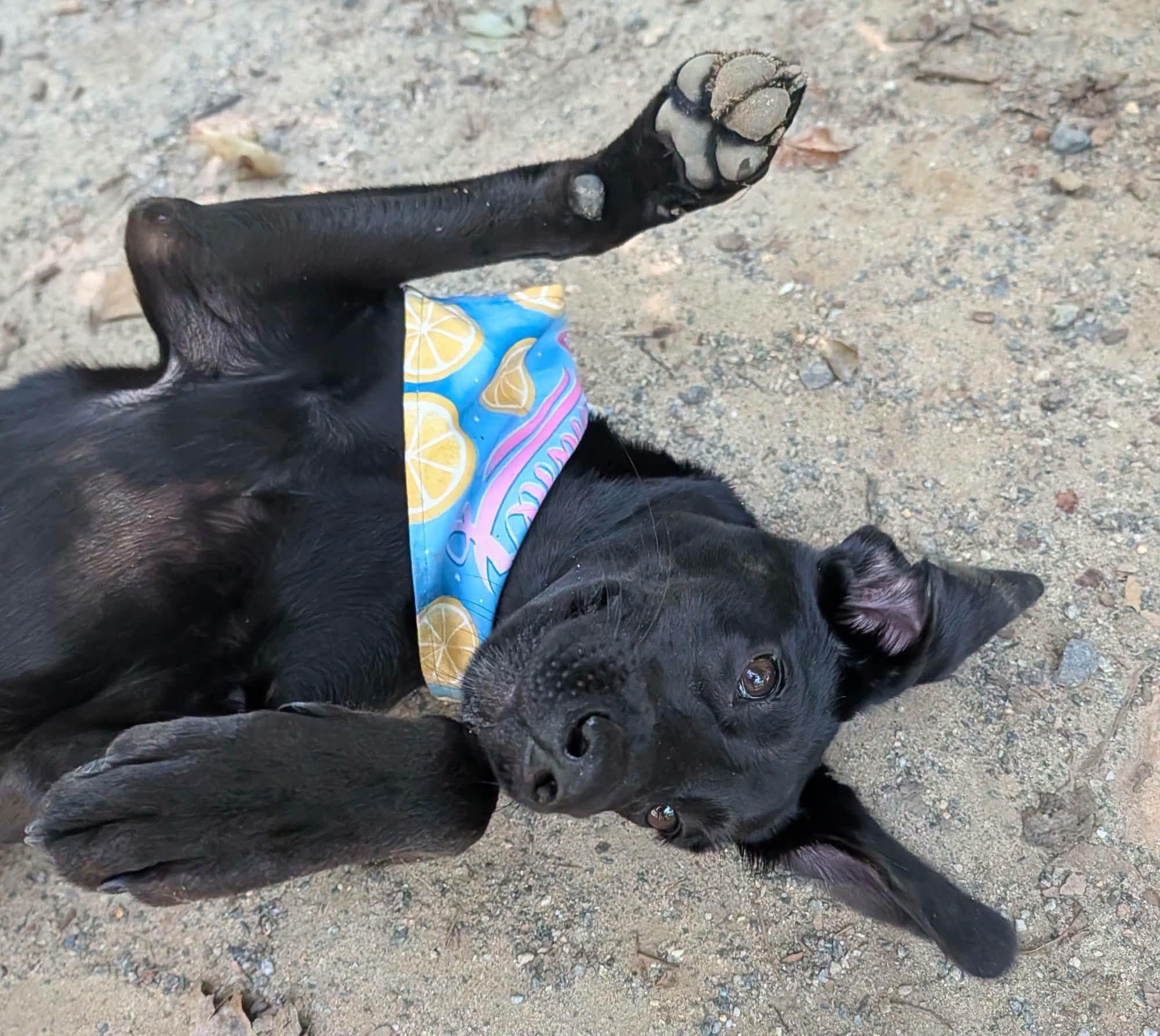 Enlarge Carolina, a Adopted mixed breed in Heathsville, VA image 3/5
