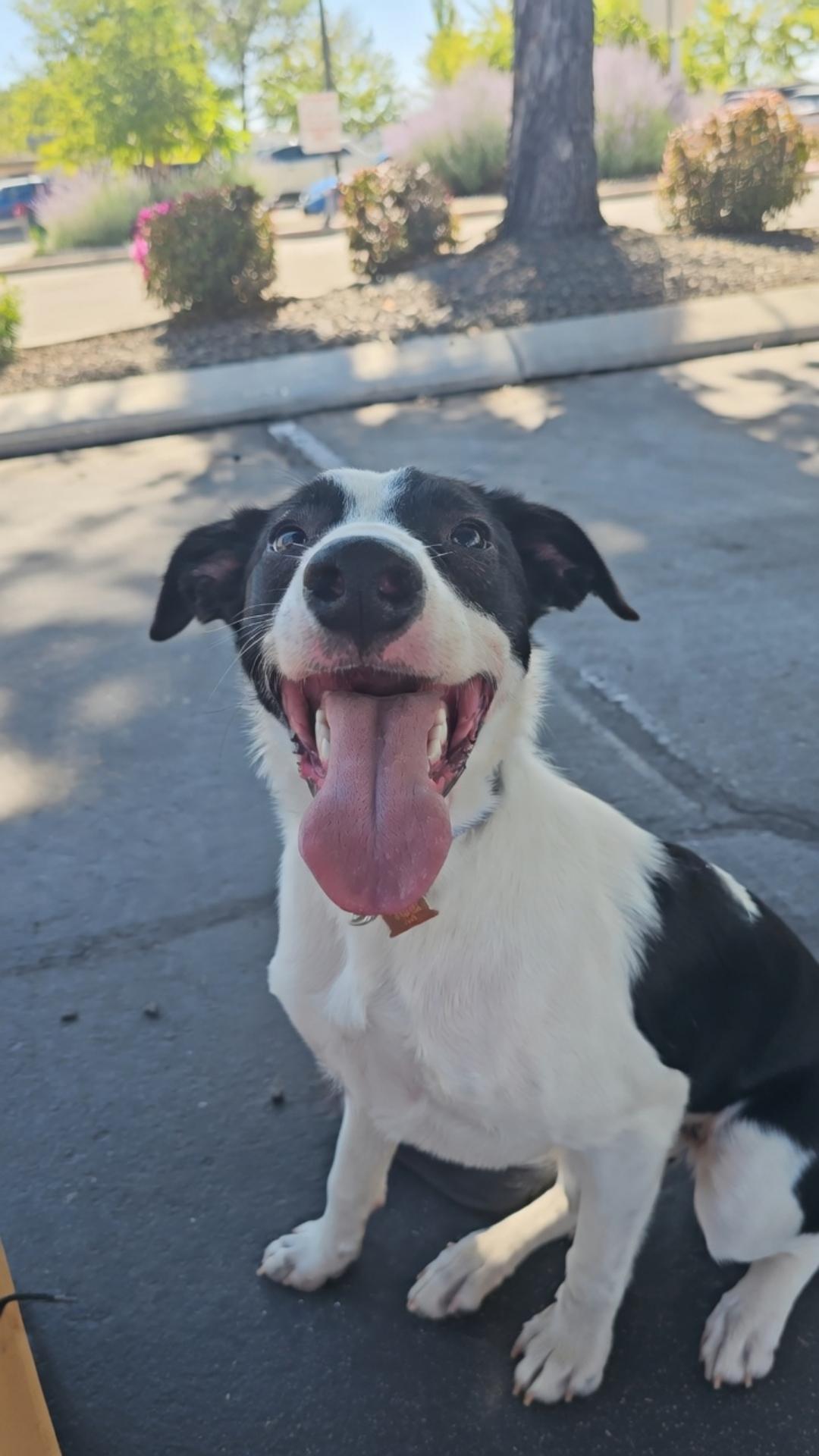 Pandy Paws, Adoptable, Young Male Border Collie.