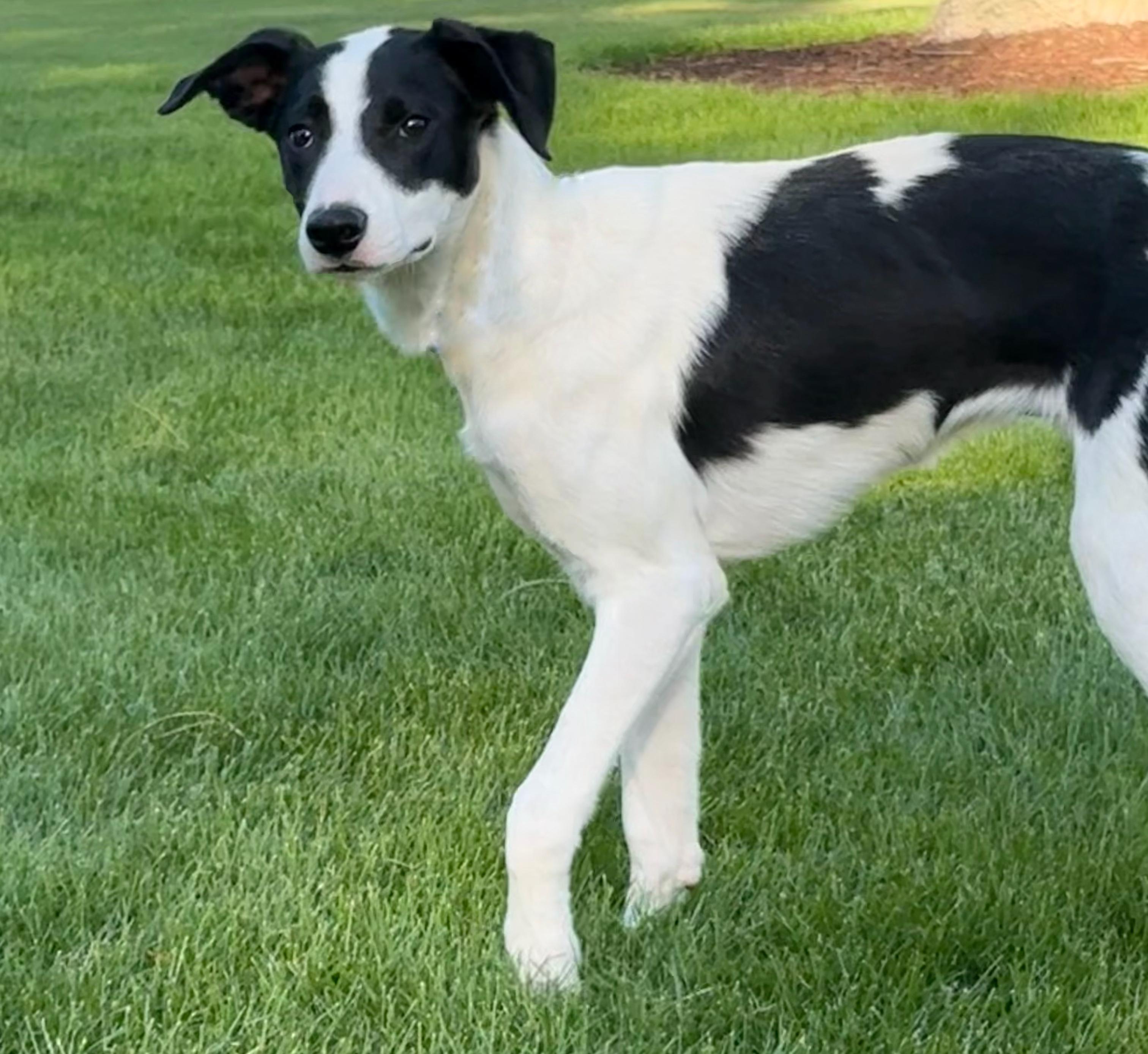 Enlarge Pandy Paws, a Adoptable Border Collie in Twin Falls, ID image 1/4