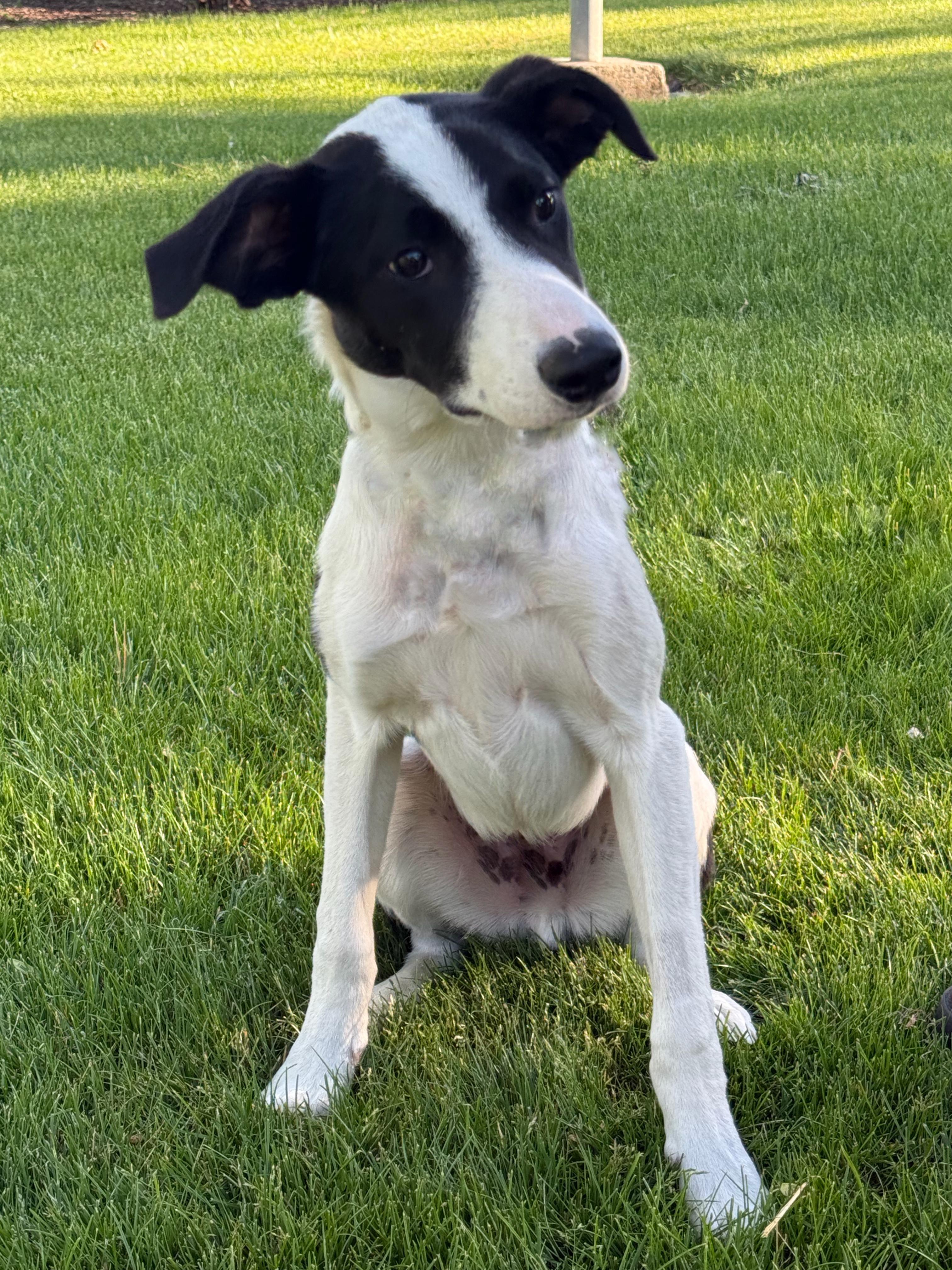 Pandy Paws, Adoptable, Young Male Border Collie.