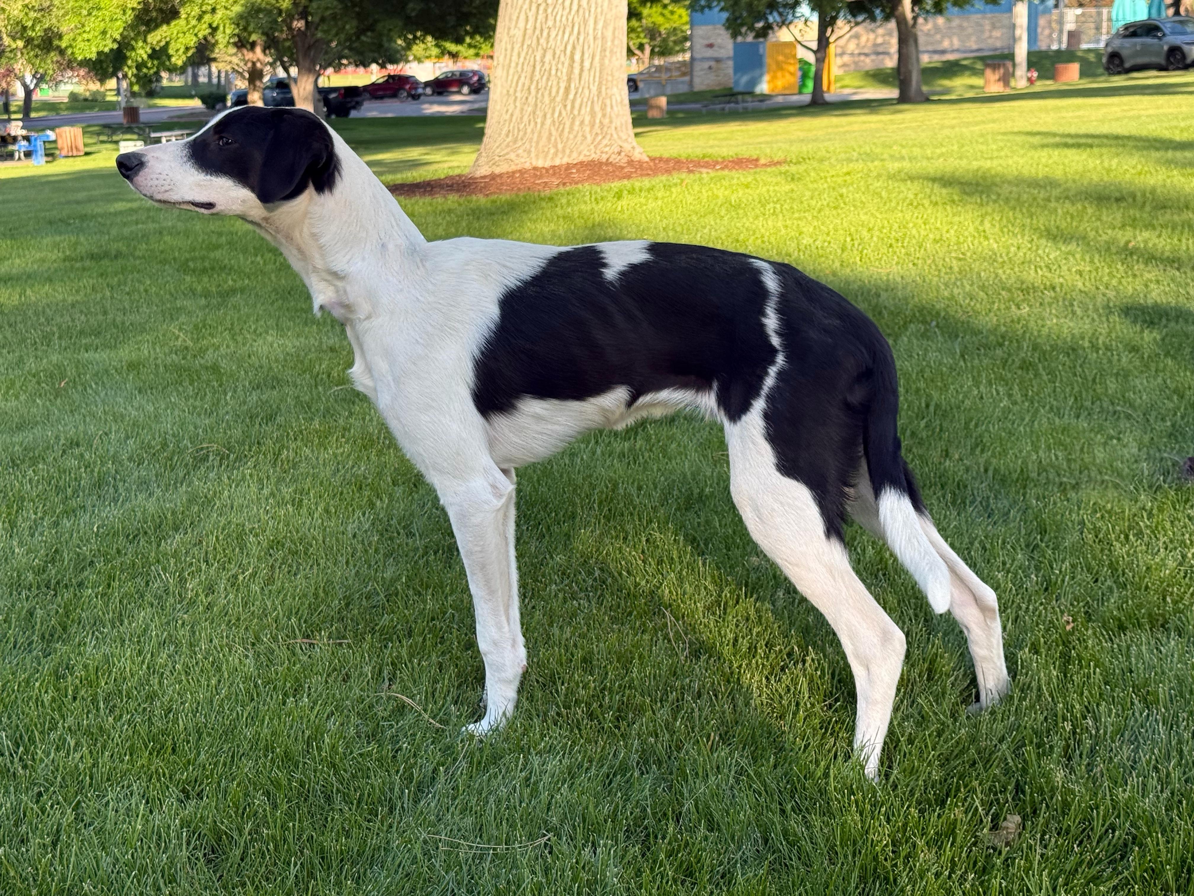 Enlarge Pandy Paws, a Adoptable Border Collie in Twin Falls, ID image 3/4