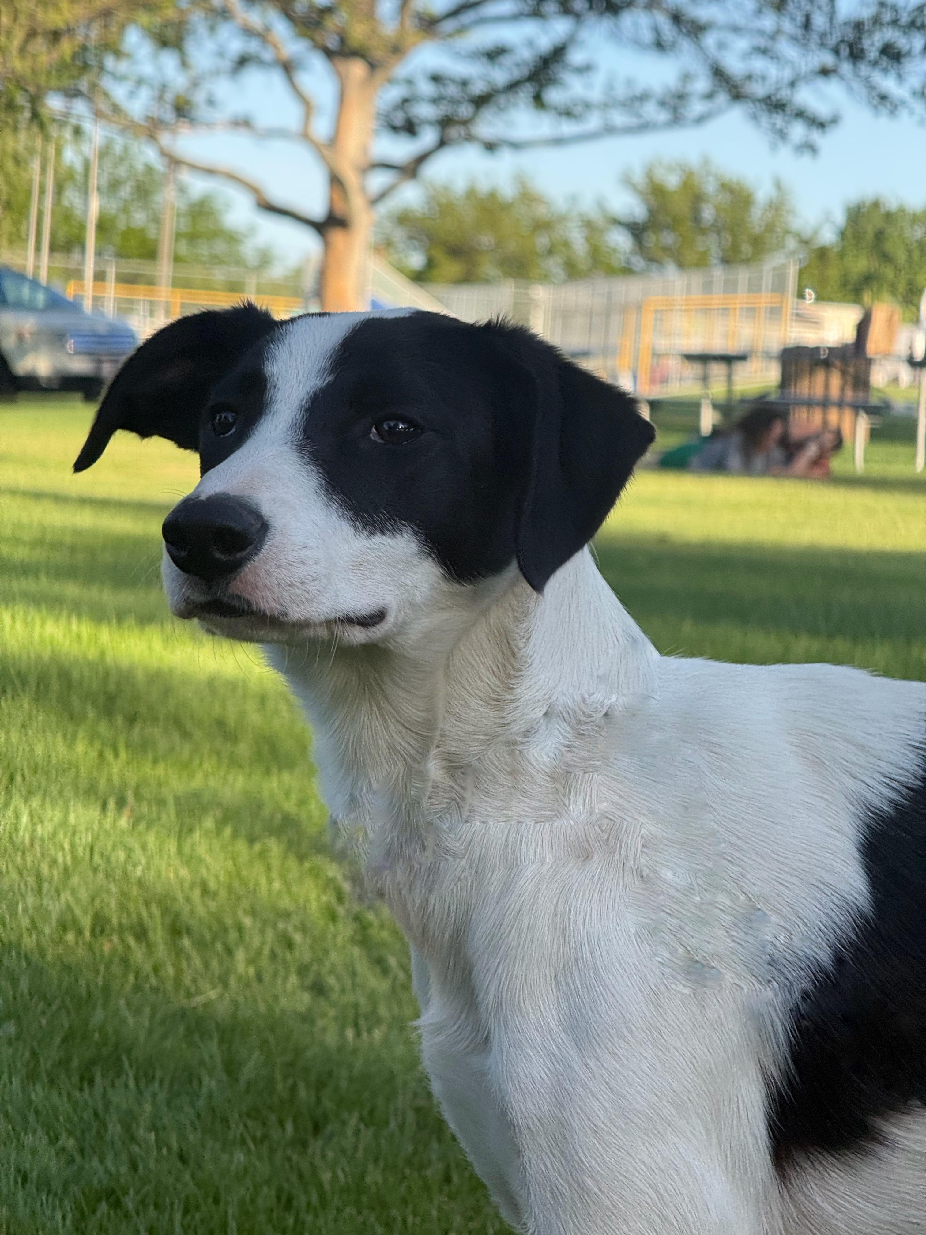 Enlarge Pandy Paws, a Adoptable Border Collie in Twin Falls, ID image 4/4