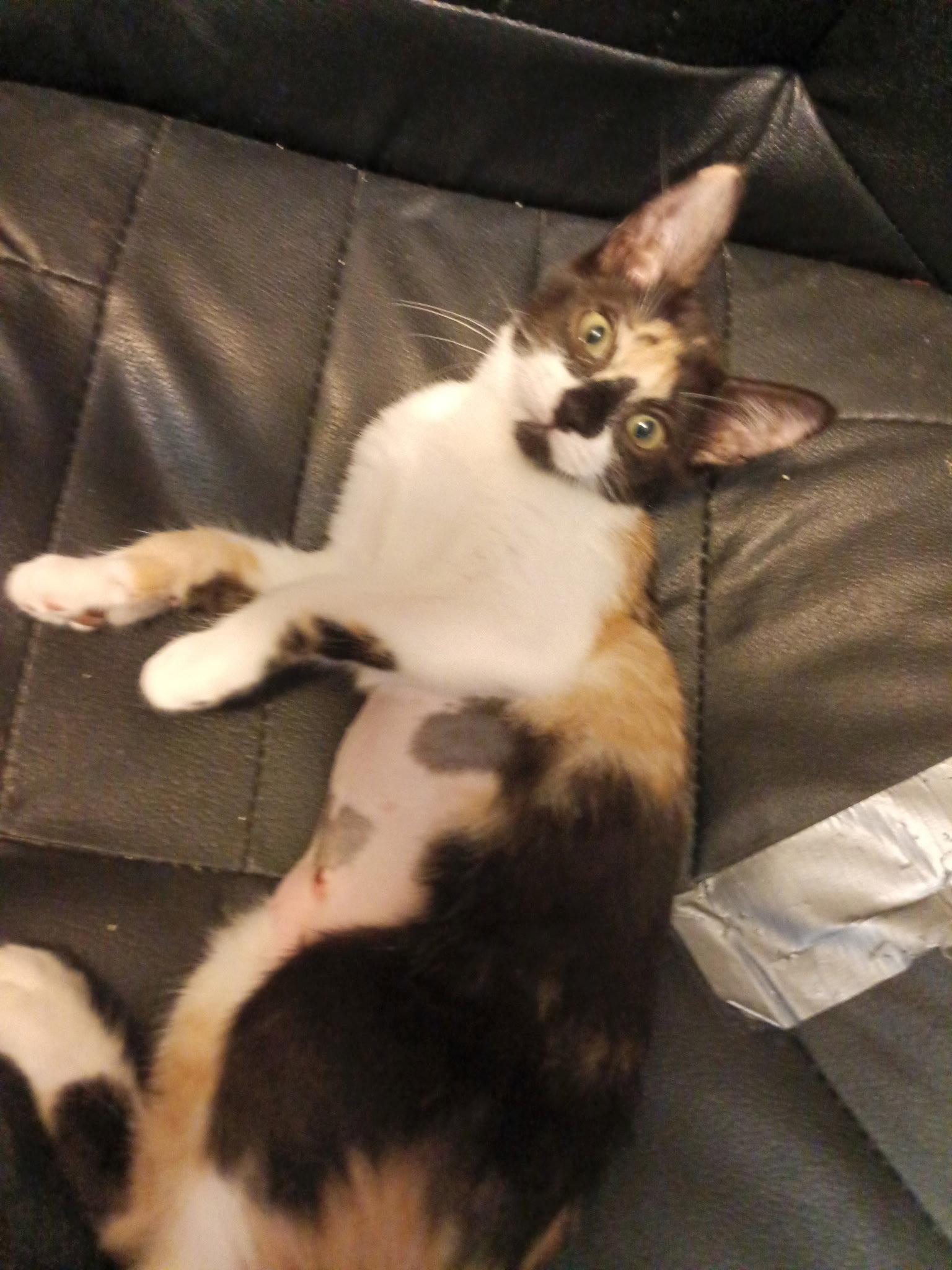 Enlarge MARTA, a Adoptable Calico in San Antonio, TX image 1/3