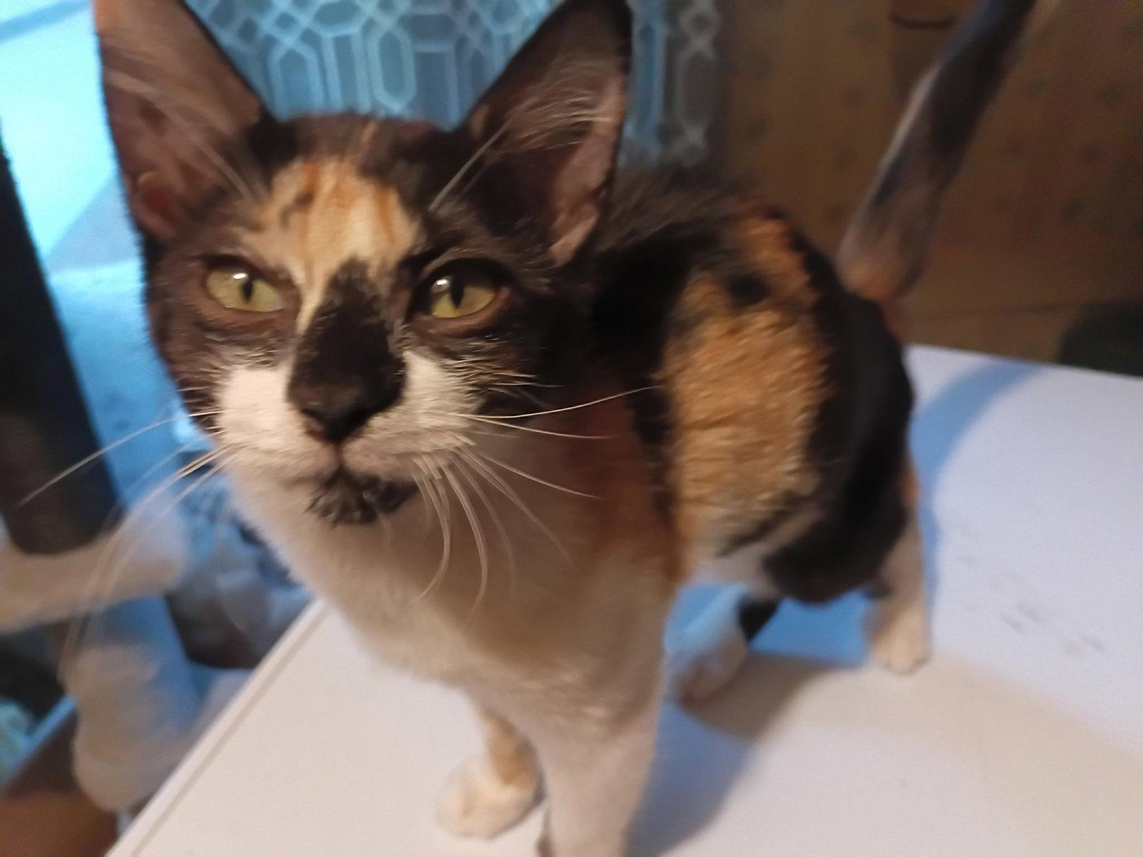 MARTA, Adoptable, Kitten Female Calico.