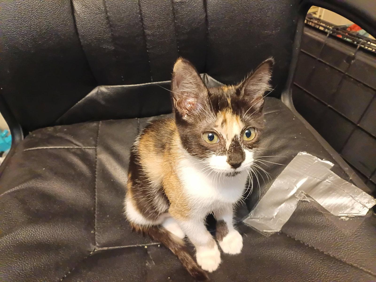 Enlarge MARTA, a Adoptable Calico in San Antonio, TX image 3/3