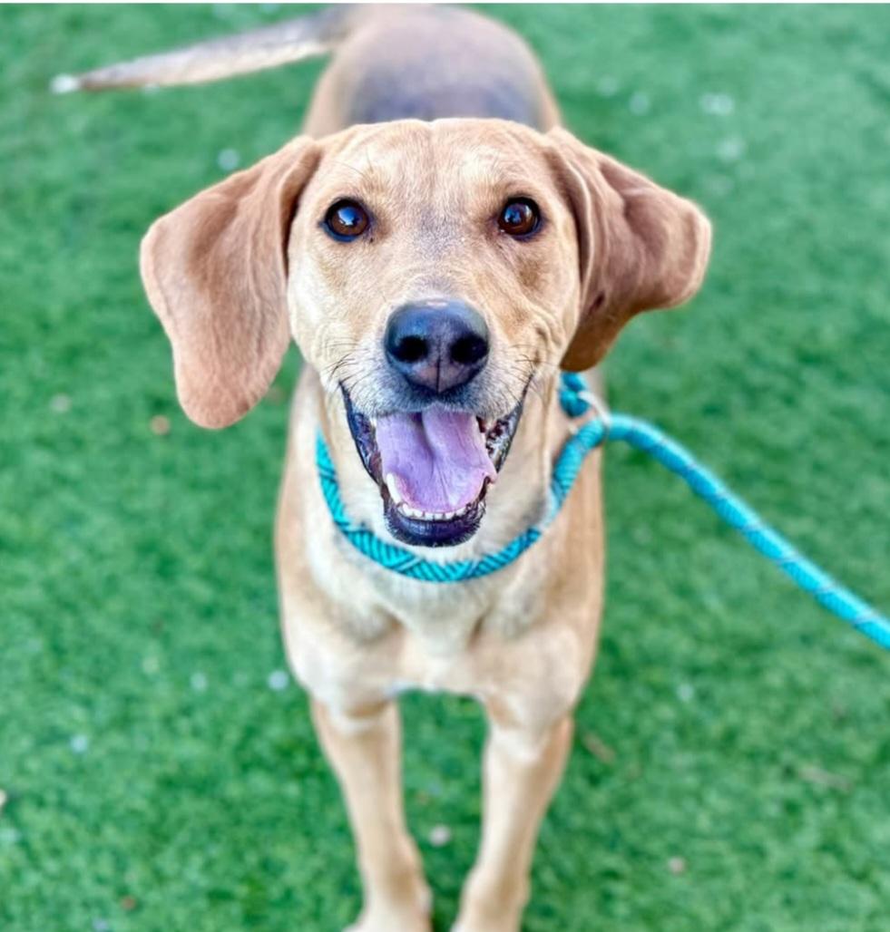 Enlarge Priscilla, a ADOPTABLE Hound in Oakland, CA image 1/1